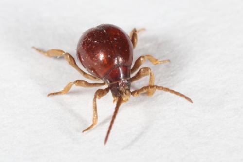Gibbium psylloides